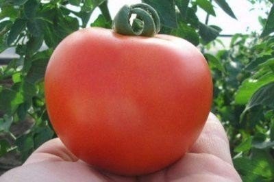 Сорт помидор машенька