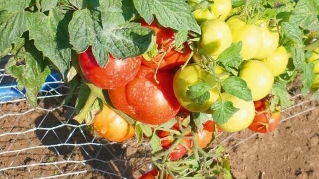Лучшие сорта низкорослых помидоров для открытого грунта