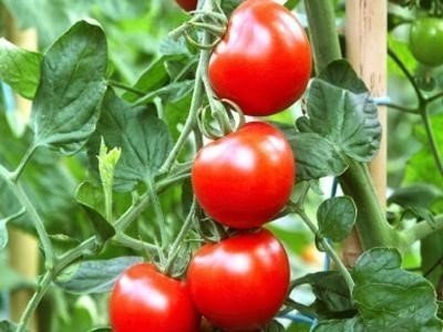 Привлекательные плоды томата Дачник