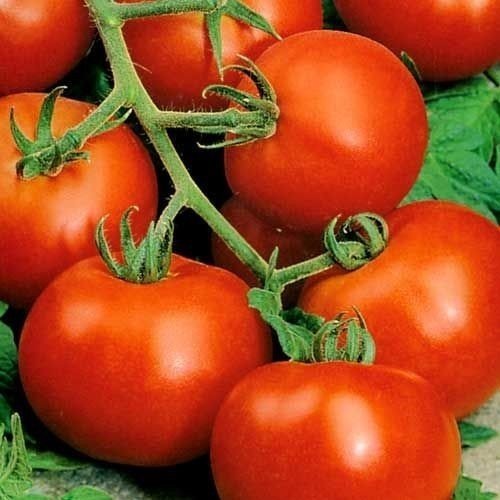 Ярко-красный цвет помидоров Дачник