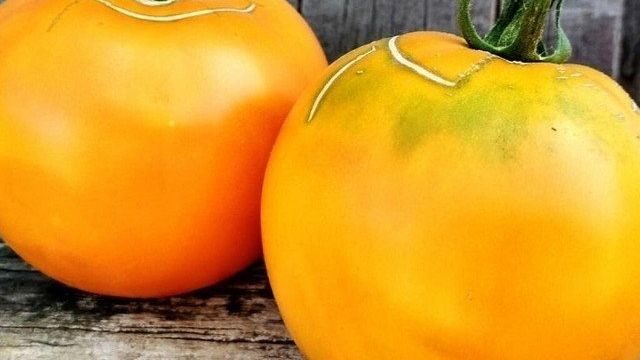 Томат «Апельсин»: преимущества и недостатки сорта, сравнение с другими желтоплодными помидорами, отзывы огородников и особенности выращивания