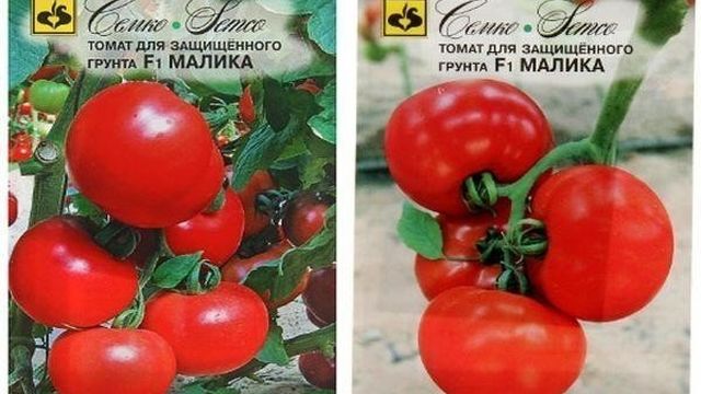 Томат Малика F1 — описание сорта, фото, урожайность и отзывы садоводов