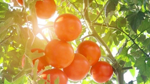 Томат «Московская грушовка»: описание сорта, характеристики плода и фото помидор