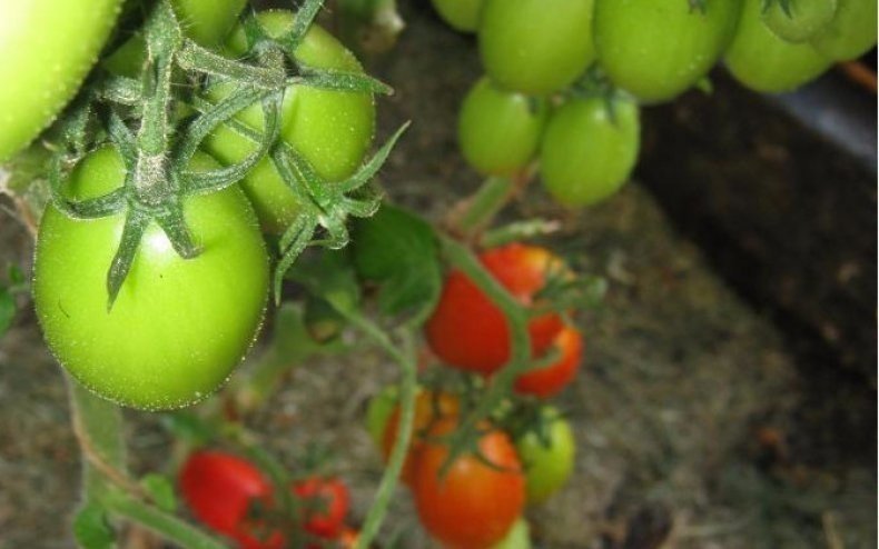 Семена томатов ниагара
