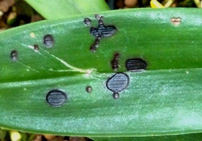 Антракноз на листьях орхидеи