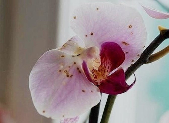 Орхидея фаленопсис элегант бьюти