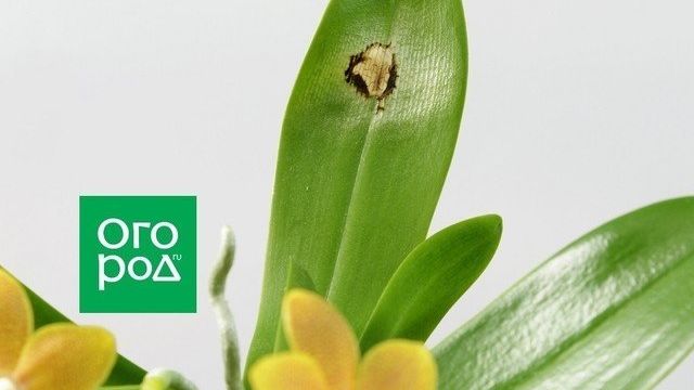 Болезни орхидей: их фото, лечение и профилактика