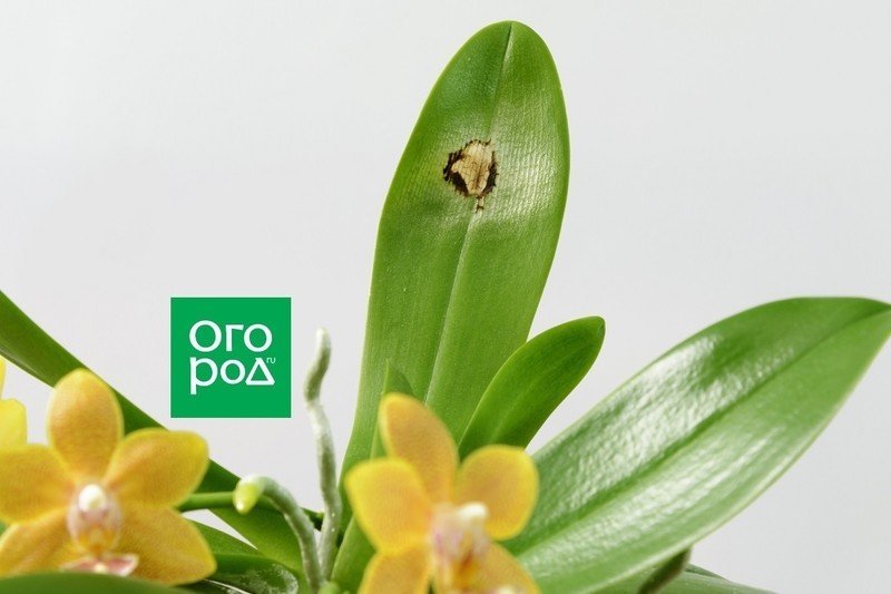 Вредители орхидей фаленопсис
