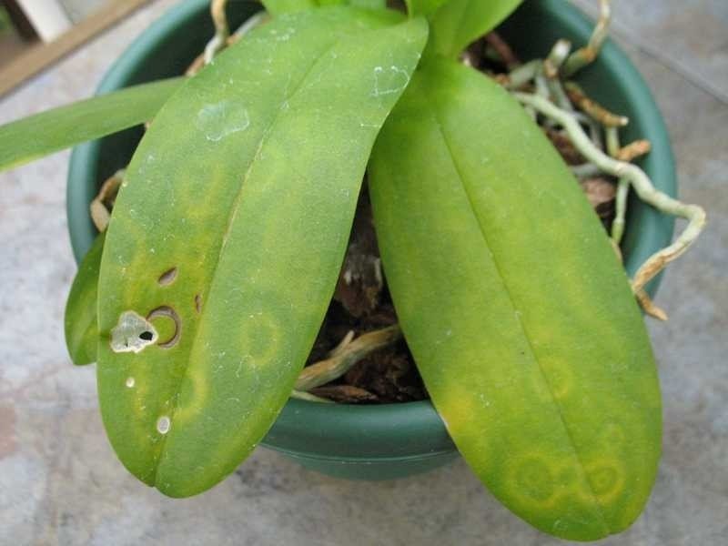 Вредители орхидей фаленопсис