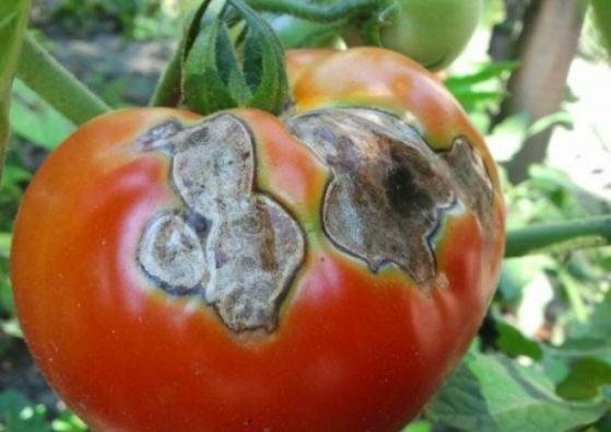 Вершинная гниль на томатах