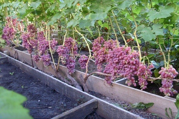 Кусты виноград кишмиш лучистый