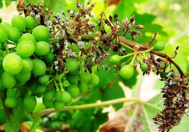 Милдью ложная мучнистая роса винограда