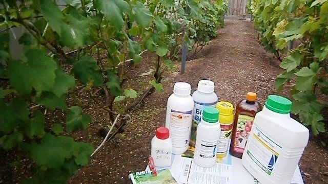 Препараты для обработки виноградника