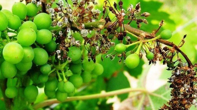 Методы борьбы с милдью на винограде