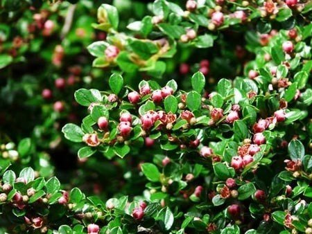 Кизильник алаунский cotoneaster alaunicus