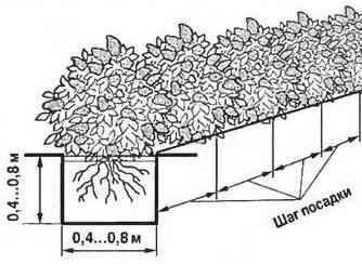 Кизильник блестящий живая изгородь схема посадки