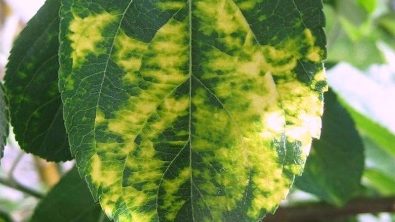 Хлоротическая пятнистость листьев яблони