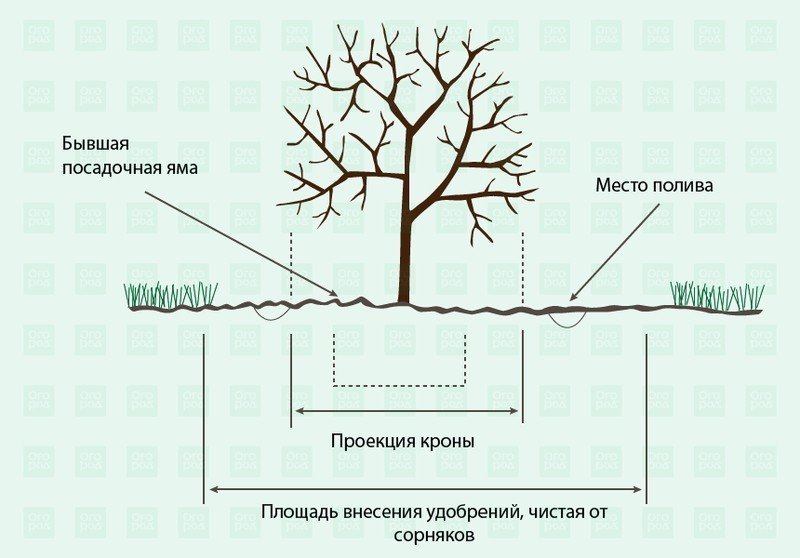 Схема ухода за саженцем плодового дерева