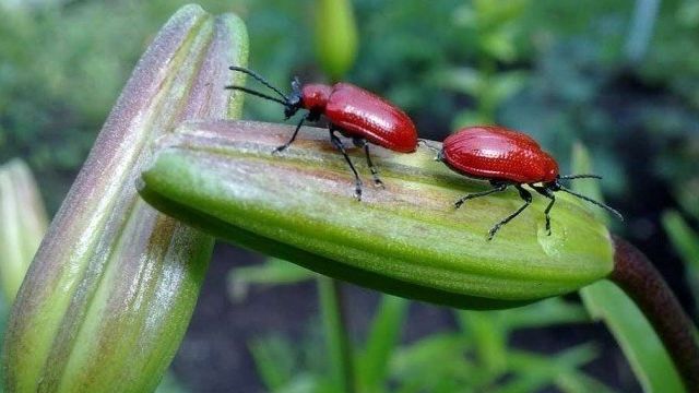 Чем и как обработать лилии от жуков