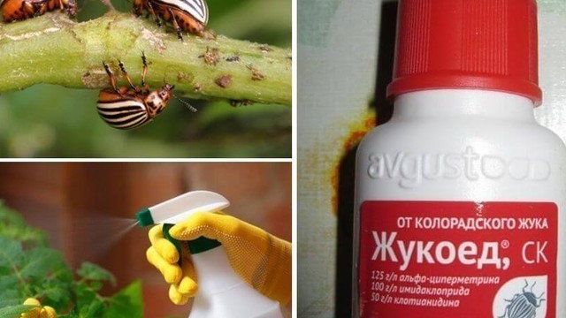 Инструкция по применению «Жукоеда» от колорадского жука, вред для человека