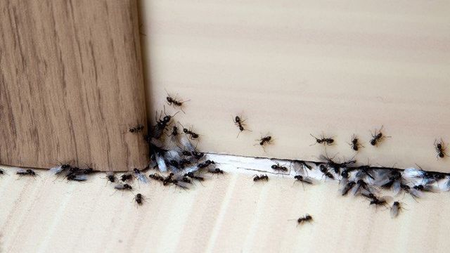 Как избавиться от муравьев в доме навсегда различными средствами