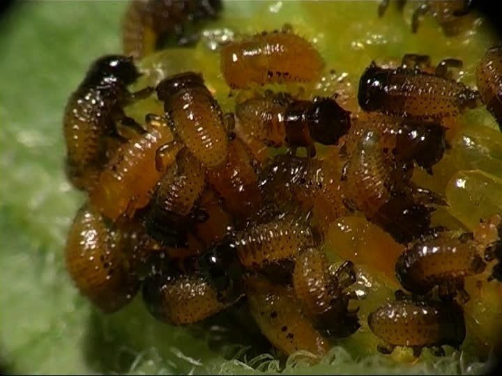 Личинки колорадских жуков
