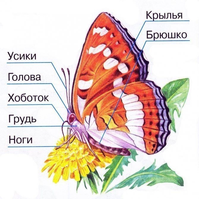 Строение бабочки для детей
