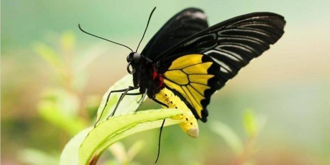 Золотая птицекрылка бабочка тройдес радамантус