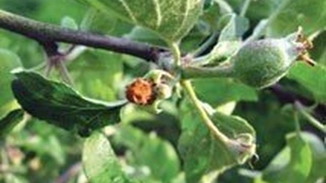 Борьба с насекомыми вредителями. Ядохимикаты и другие средства для борьбы с вредителями огорода
