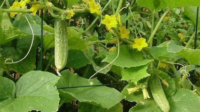 Нашатырный спирт: применение в огороде в качестве удобрения и для борьбы с вредителями