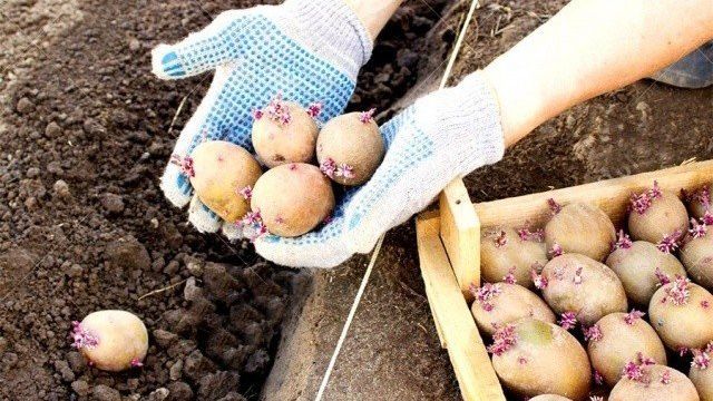Обработка картофеля перед посадкой медным купоросом