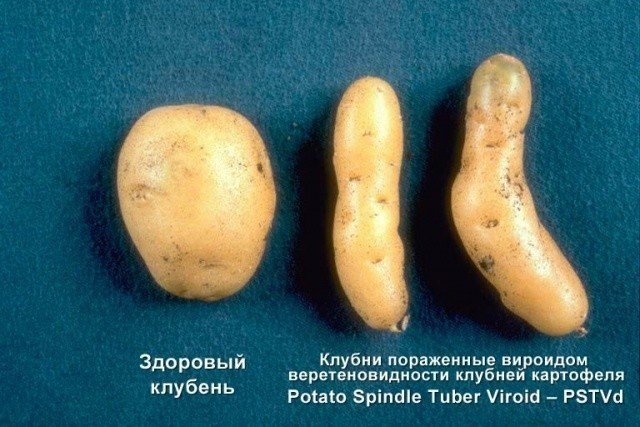 Вироид веретеновидности картофеля