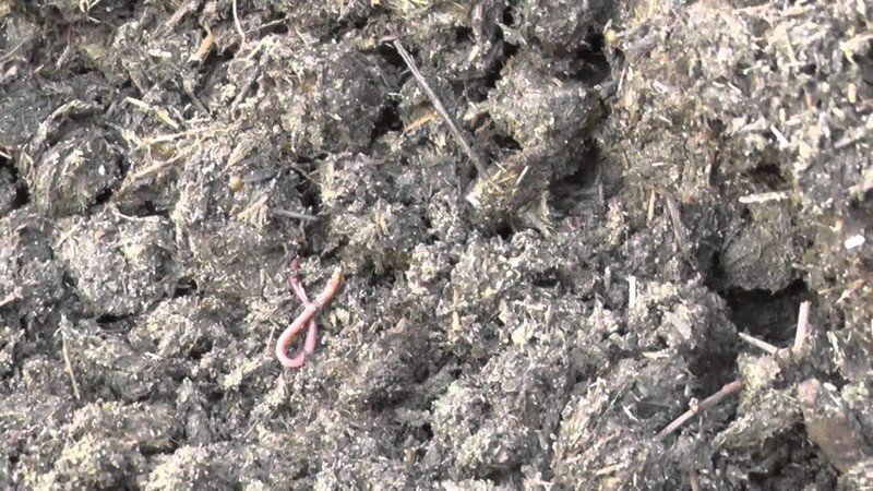 Красный калифорнийский червь
