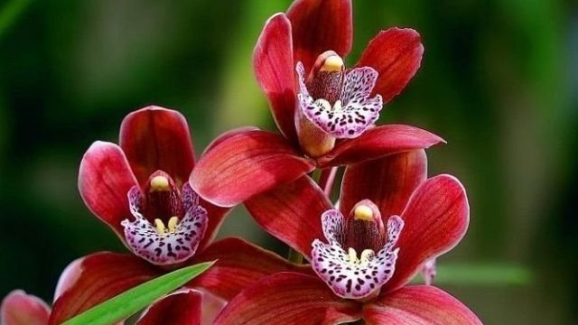 Удобрения для орхидей: разновидности, советы по выбору