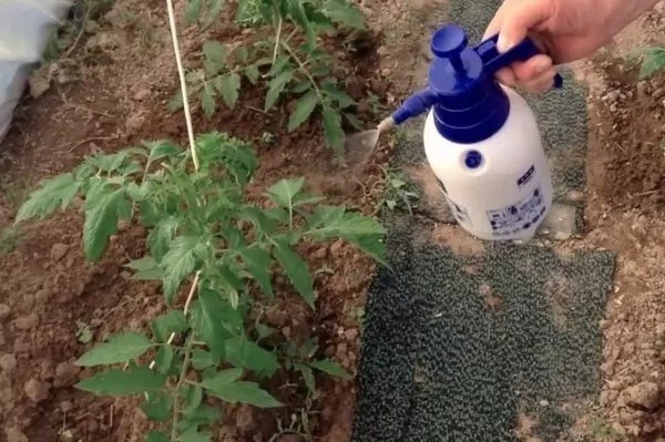 Внекорневая подкормка томатов в теплице
