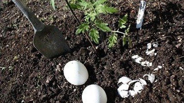 Яичная скорлупа как удобрение, способы применения подкормки для растений