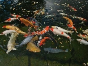 Японские рыбы в пруду