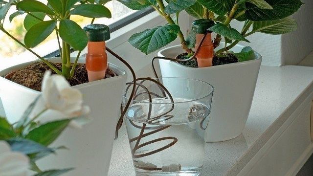Система автополива для комнатных растений: виды автополива, делае своими руками, плюсы и минусы