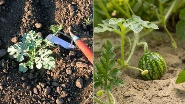 Характеристики и описание сорта арбуза Холодок, выращивание и уход, отзывы