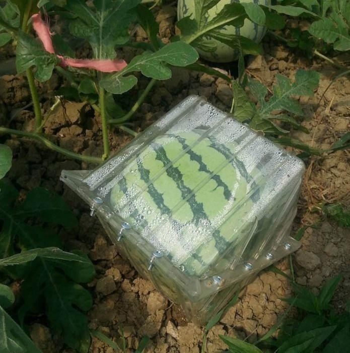 В японии выращивают квадратные арбузы