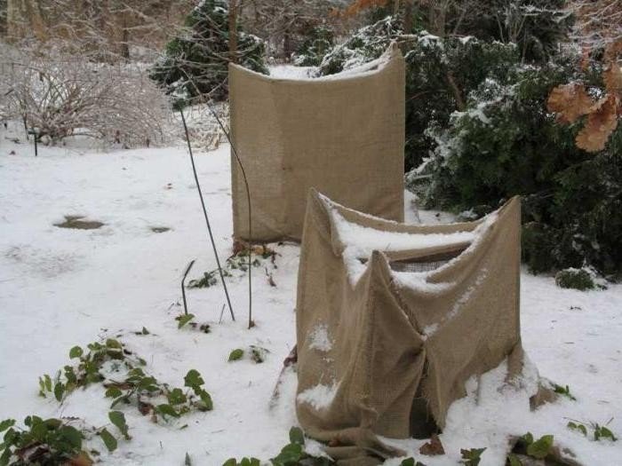 Гортензия метельчатая укрытие на зиму в сибири