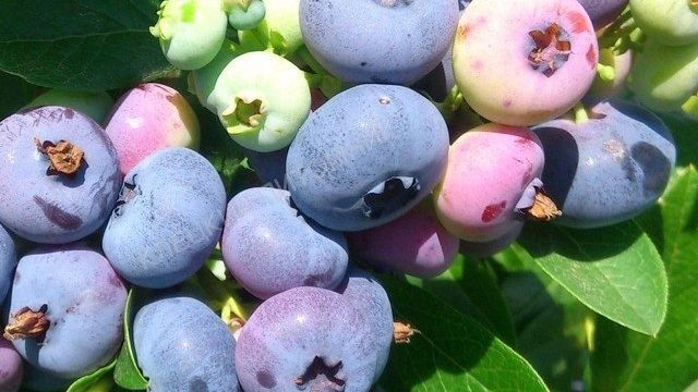 5 сортов выносливой голубики с крупными плодами
