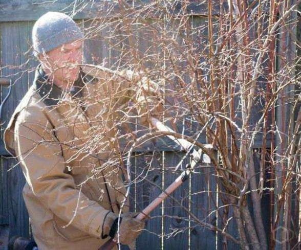 Голубика Элизабет характеристики