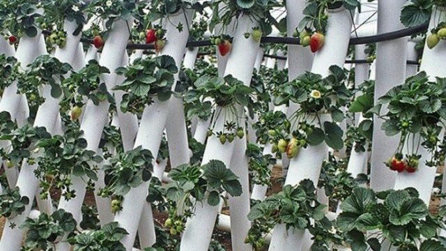 Вертикальное выращивание клубники