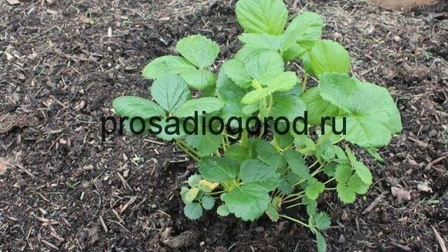 Клубника из семян выращивание: выбор сорта и правильная посадка, видео и фото
