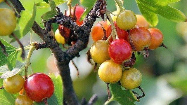 Смородина золотистая: 7 сортов с самыми вкусными ягодами, которые обязательно нужно попробовать