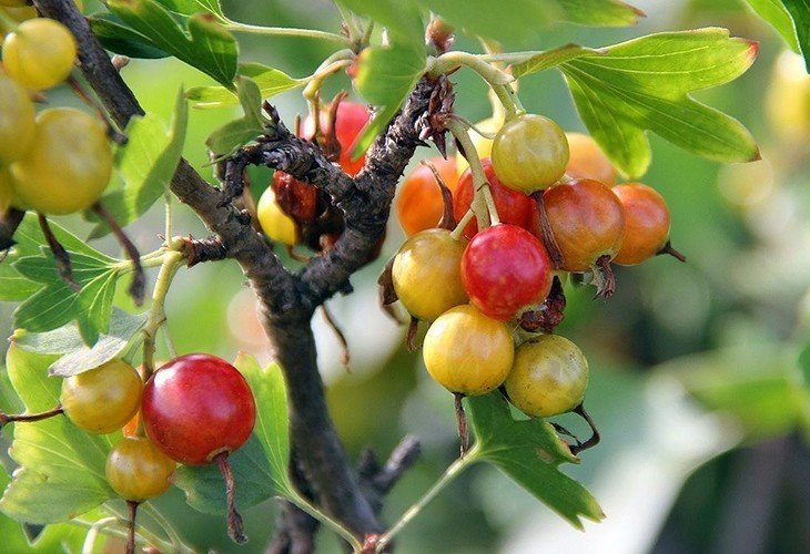 Смородина золотистая ribes aureum