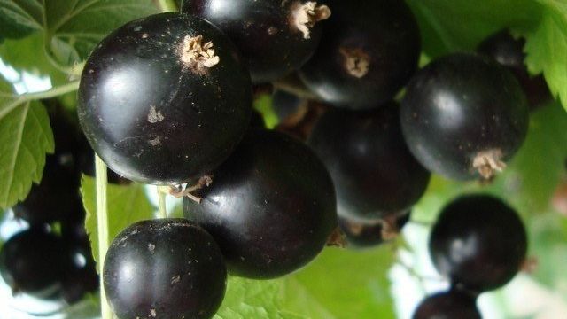 Сорта и выращивание черной смородины