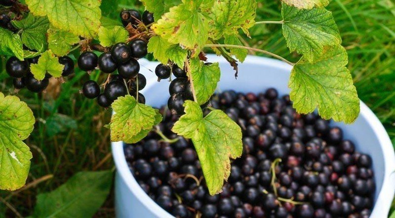 Смородина черная ribes nigrum дымка