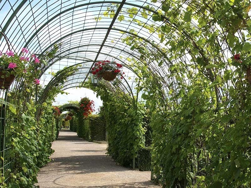 Таврический сад в санкт петербурге оранжерея